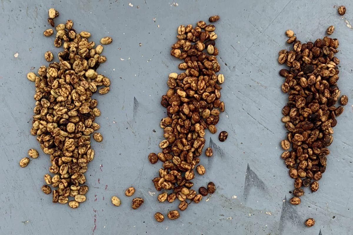 Coffee Processing: Honey And Pulped-Natural