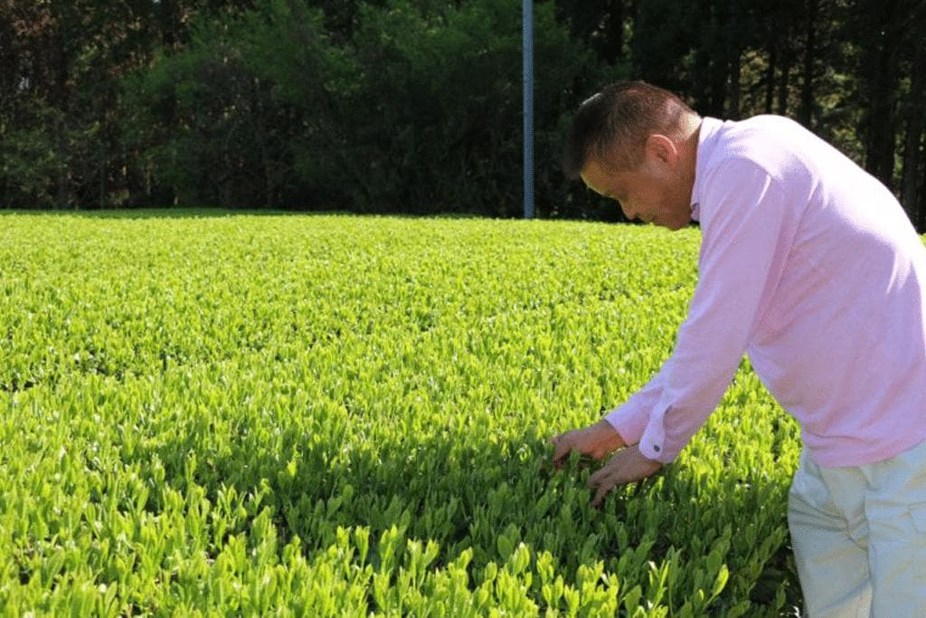 Koichi Henta, owner of Henta Seicha organic matcha at his specialty tea farm
