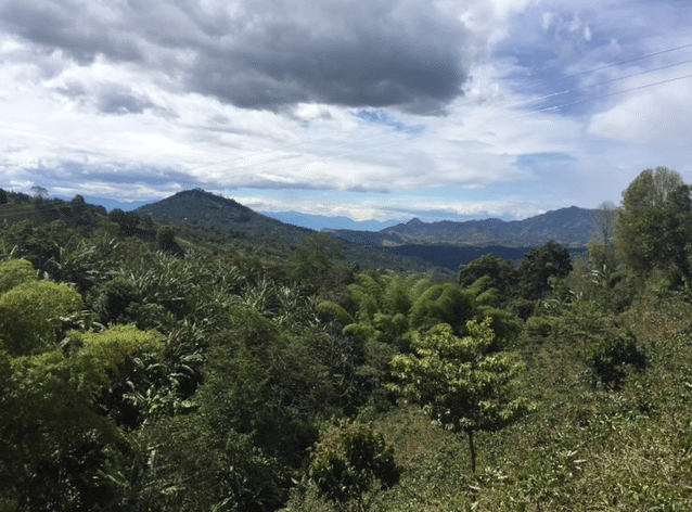 Landscape view of Colombia Nariño La Union specialty coffee farm