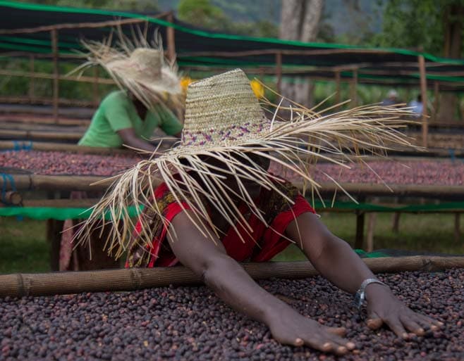 Female coffee producer with natural drying specialty coffee cherries in Ethiopia
