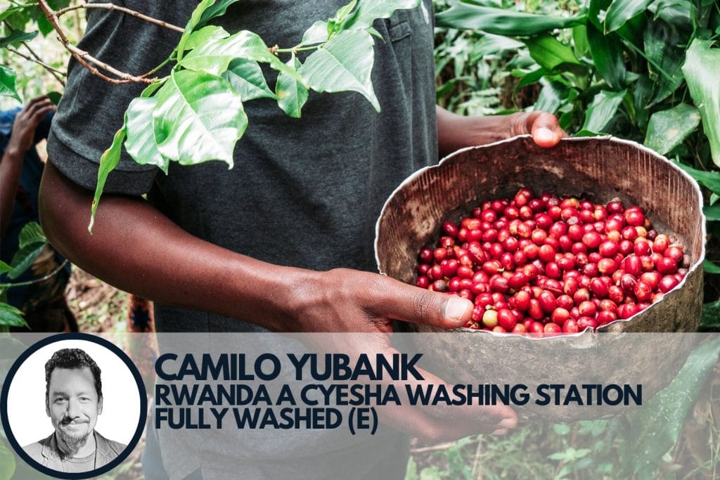 Specialty coffee cherries being picked from Rwanda's Cyesha Washing Station