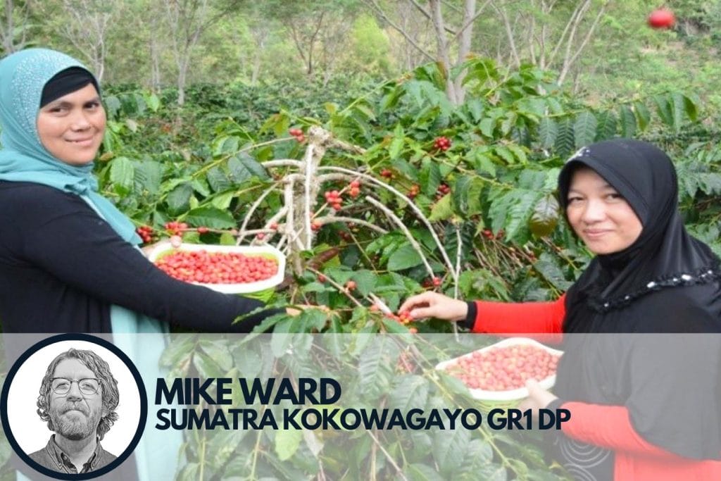Specialty coffee producers picking cherries from Sumatra's Kokowagayo