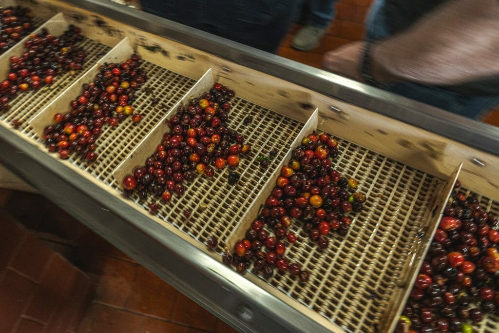 Specialty coffee cherries being sorted at Las Lajas' mill in Costa Rica