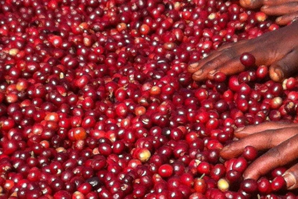 specialty coffee cherries