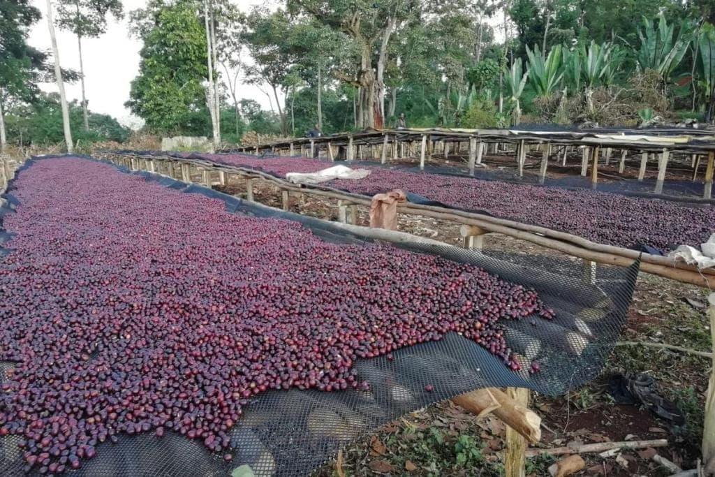 natural specialty coffee drying on raised beds in Ethiopia