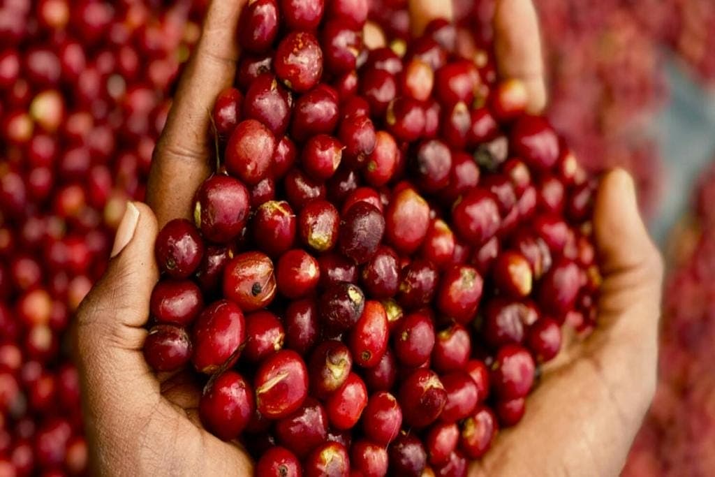 specialty coffee cherries in Ethiopia
