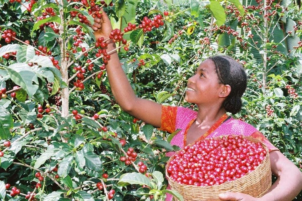coffee picker picking specialty coffee cherries in Ethiopia