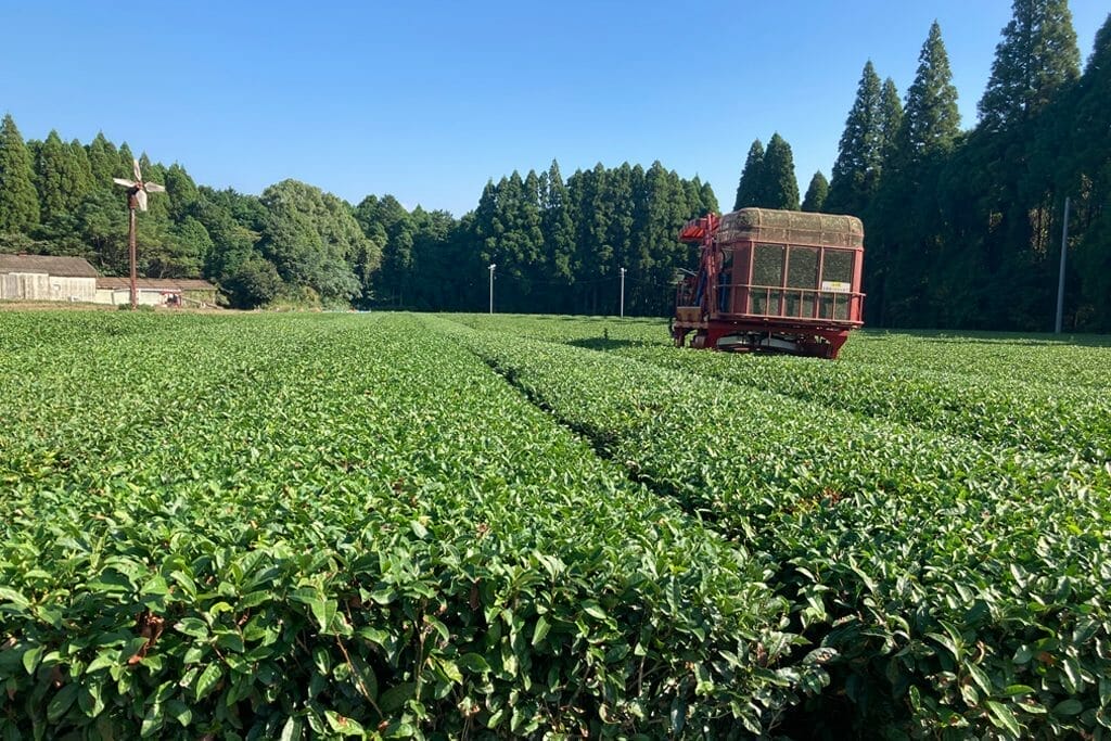 Organic matcha tea production in Japan