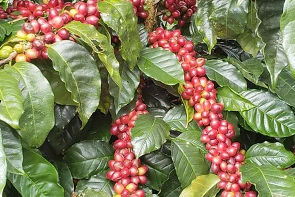 In the Cup Nitro Cold Brew Coffee and Tea Royal New York