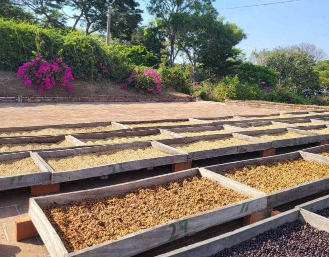El Salvador Coffee Processing Experiment Success! | Royal New York