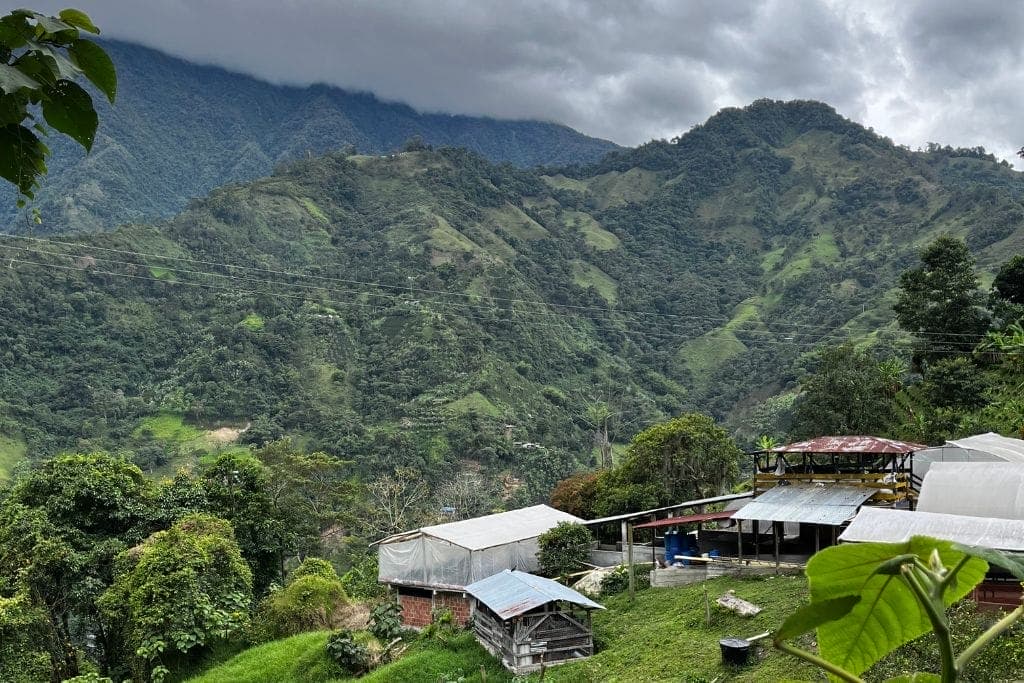 Specialty coffee farm in Tolima, Colombia